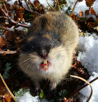 Illustration for article titled Lemming Suicide Is a Myth That Was Perpetuated by Disney